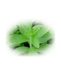 Stevia Steviosid Extrakt Pulver 50g, 50g 